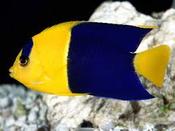 Bicolor Angelfish L