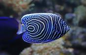 Emperor Angelfish juv