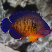 Coral Beauty Angelfish L