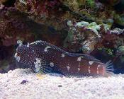 Jewel Algae Blenny L