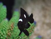 Domino Damsel small