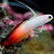 FireFish-west Indian Ocean