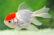 Red Cap Oranda