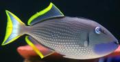 Blue Jaw trigger Large