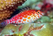 Red Spotted Hawkfish