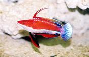 Seafighter Dwarf Parrot