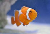 Tangerine Clownfish tank bred