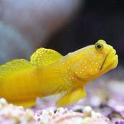 Sulpher Goby Large