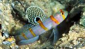 Randalli Goby