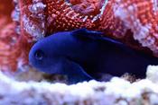 Midnight Coral Goby