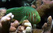 Green Goby- Gobiodon Histrio