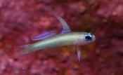 Nano Goby - Blue Eye Goby