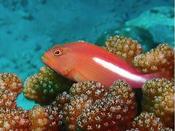 Arc Eye Hawk Fish