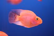 Blood Red Parrotfish 3"
