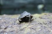 Musk Turtle