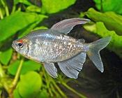 Diamond Tetra