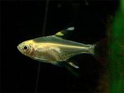 Gold Xray Tetra