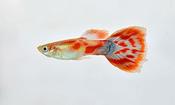 Pidgeon Blood Guppy