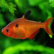 Super Serpae Tetra