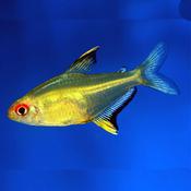 lemon Tetra Large