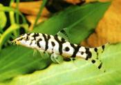 pakistani Loach