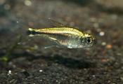 Gold tetra