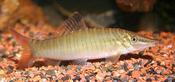 Banded Tiger Loach
