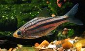 Striped Barb