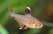 White Fin Tetra