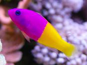 Royal Dottyback