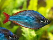 Neon Blue Dwarf Rainbowfish