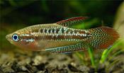 Sparkling Gourami