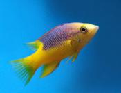Spanish Hogfish small