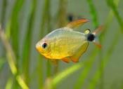 Kitty tetra