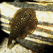 Hillstream loach