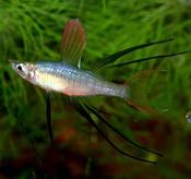 Threadfin Rainbowfish