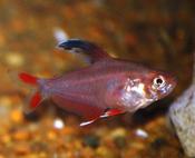 Roberti tetra