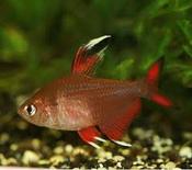 Rosy Tetra