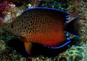 Rusty Angelfish