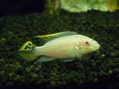 Albino Kribensis
