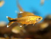 Silver Tip Tetra
