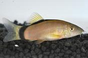 Skunk Loach