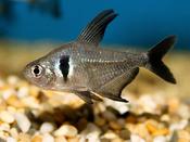 Black Phantom Tetra