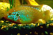 Green neon jewel cichlid