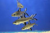 Bala Shark 4"