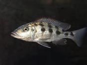 Fossochromis Rostratus