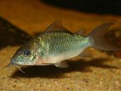 Brochis splendens (Emerald catfish )