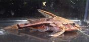Chocolate Talking catfish