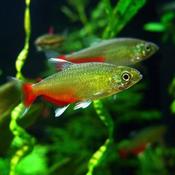 Green Fire Tetra