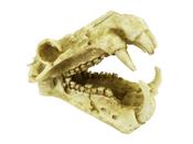 Dinosaur Sabre Tooth Skull 20cm